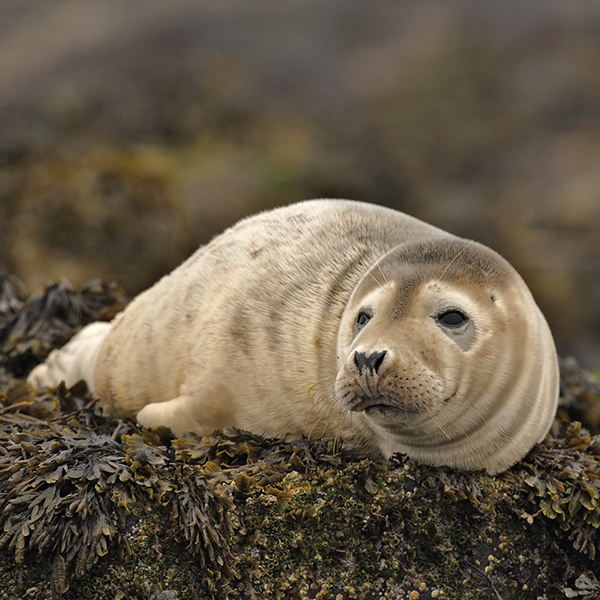 Grey Seal. Steve Round Photograph